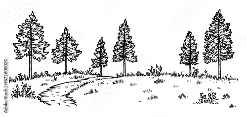meadow trail through pine trees peaceful natural landscape