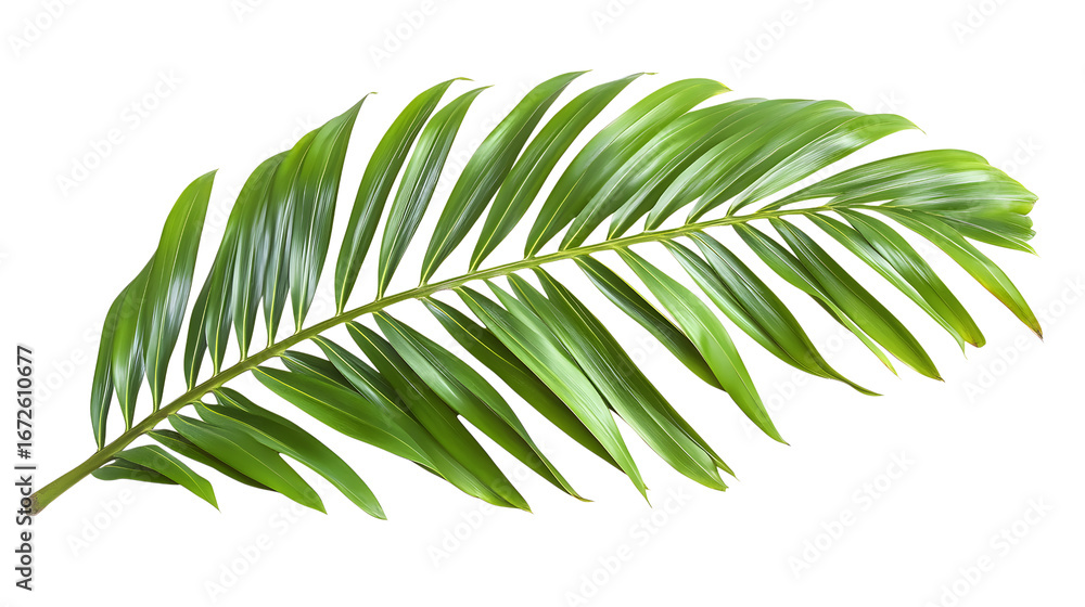 Naklejka premium Green palm leaf isolated on a transparent background