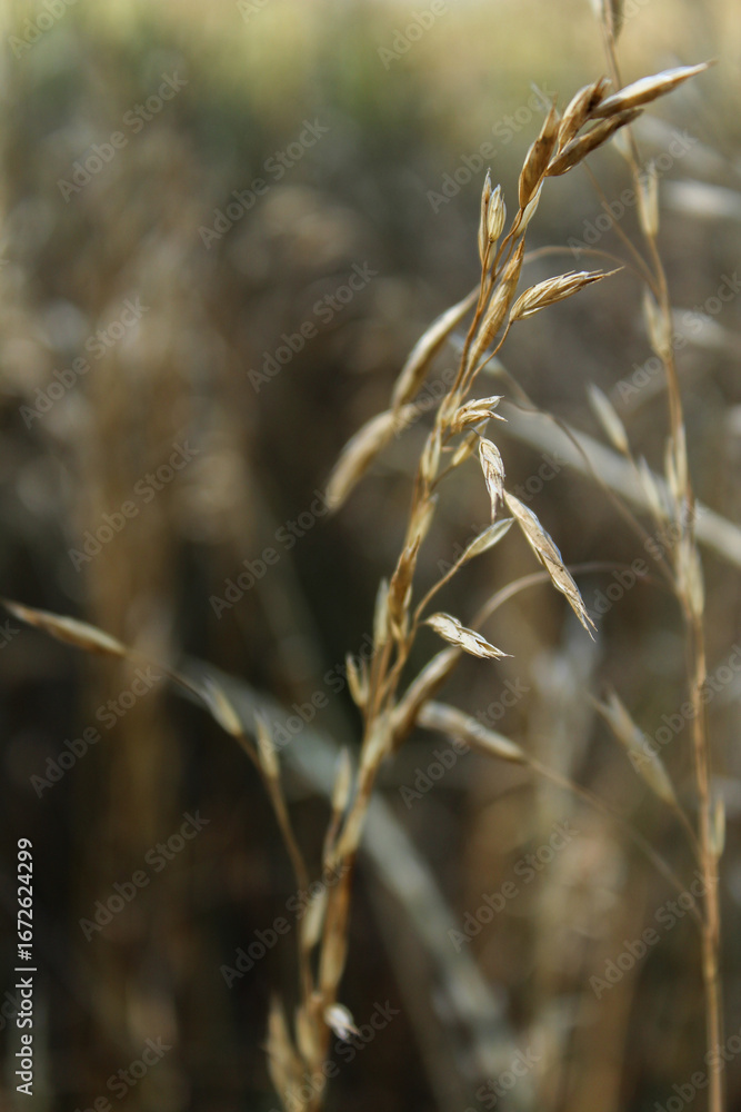 Fototapeta premium Dry yellowing grass in the wind