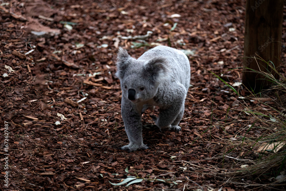 Fototapeta premium koala (Phascolarctos cinereus)