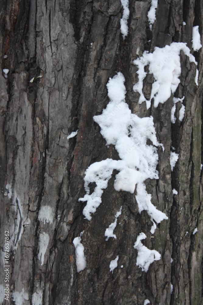 Obraz premium snow covered tree