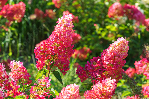Photos Close up of blooming pink hortensia, hydrangea paniculata flowers in sunny garden background, showcasing delicate petals and lush green leaves