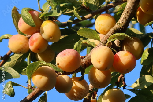 Mirabelles de Nancy / Lorraine (petites prunes jaunes), mûres, sur une branche d’arbre fruitier (prunier / mirabellier), en été (France)