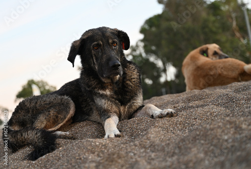 Black and brown dog lying on sandy surface, with a blurred background of another dog and trees, showcasing a serene outdoor environment and relaxed canine behavior