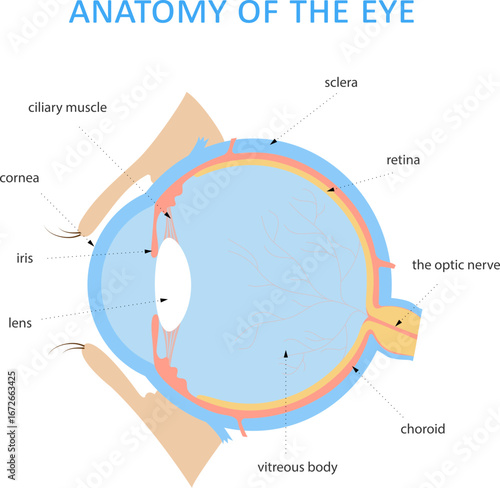Anatomy of the eye