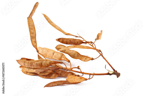  Acacia seeds twig, dry black locust, robinia pseudoacacia (white acacia) isolated on white background