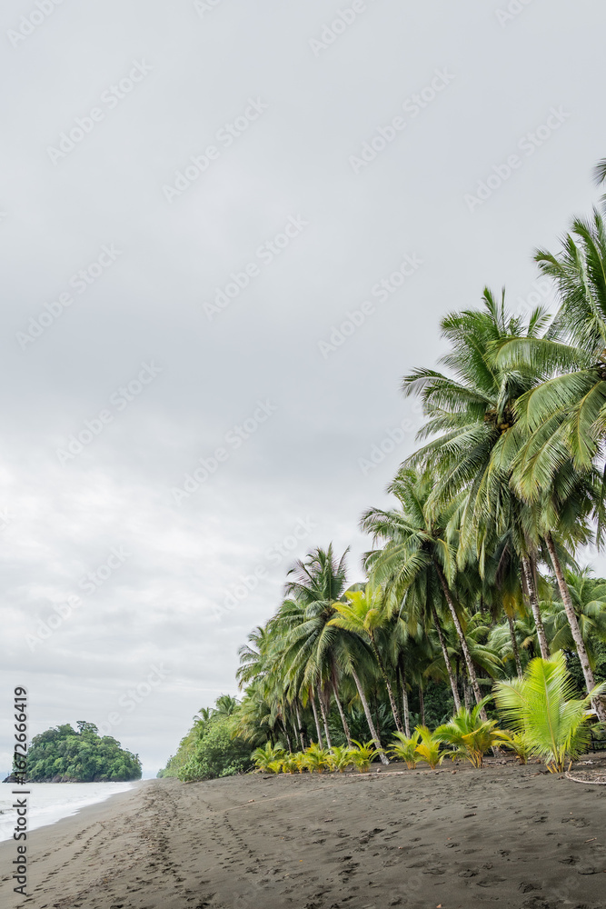 Obraz premium Coconut palm trees growing on a secluded beach in colombia