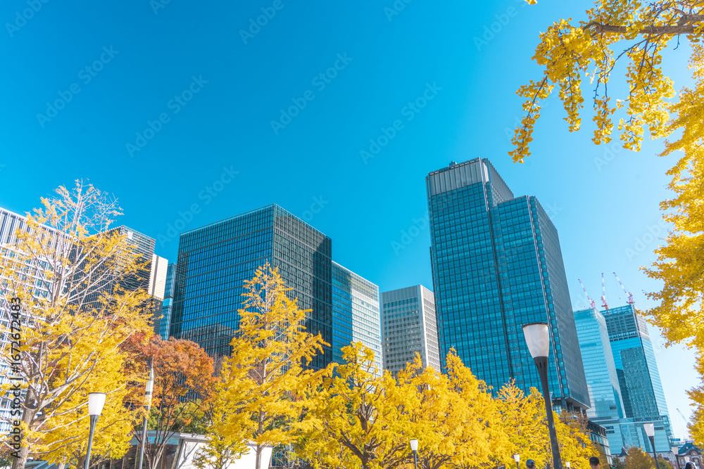 Obraz premium 丸の内の高層ビル群と銀杏並木