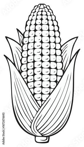 Line Art Illustration of a Fresh Ear of Corn with Husk and Kernels