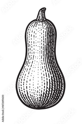 Vintage Botanical Squash Illustration black and white etching engraving linocut woodcut lineart detailed botanical food illustration for packaging and artwork