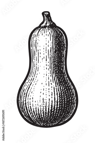 Butternut squash black and white etching vintage engraving linocut woodcut lineart detailed botanical vegetable illustration for food packaging and label design