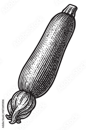 Engraved Zucchini with Blossom Remnants black and white etching engraving linocut woodcut lineart detailed botanical food illustration for packaging and artwork