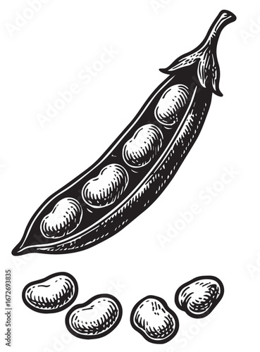 Fava beans in vintage botanical etching style detailed illustration