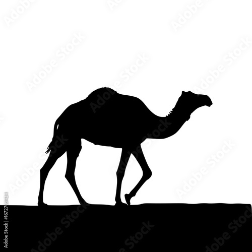 camel on the beach