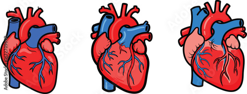 Human Heart Anatomy and Cardiovascular System Illustration