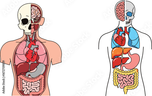 Human Body Anatomy with Internal Organs Labeled
