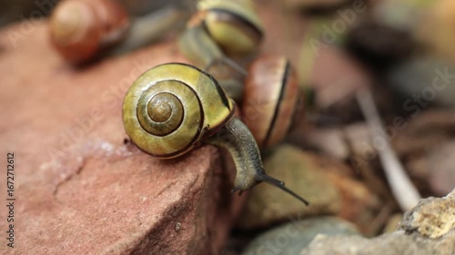 A snail with a stone. Macro photography of a snail. Live background. Beautiful natural colors.