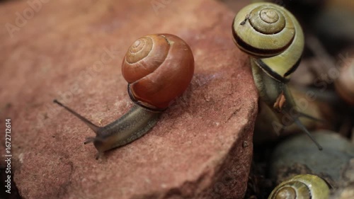 Snails on a rock. Slow snails crawl on the stone. Macro photography in nature. Small aperture for macro photography of snails.