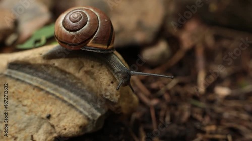 A snail crawls on a rock. Snail in nature. Macro photography of animals in the wild. Low depth of field.