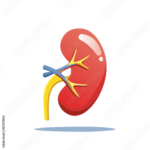 Vibrant Human Kidney Organ Anatomy Illustration for Medical Health and Education