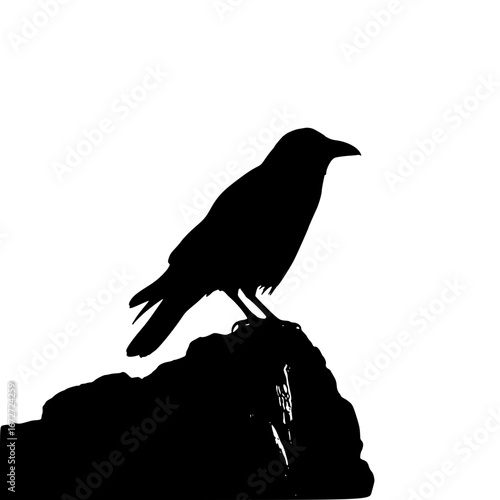 crow on a white background