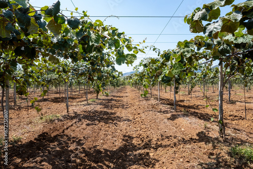 New harvest of golden or green kiwi, hairy fruits hanging on kiwi tree in orchard in Italy, Lazio