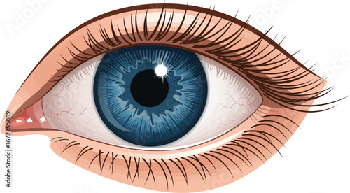 Close-up illustration of a human eye with blue iris.