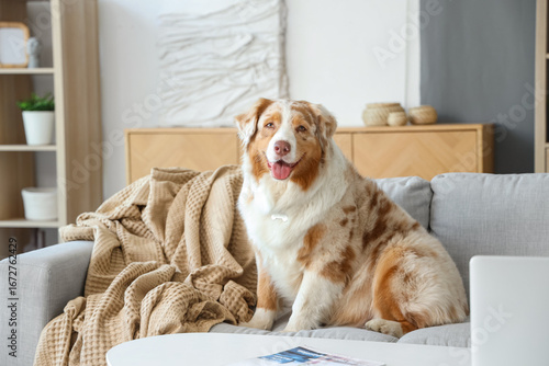 Adorable Australian Shepher...