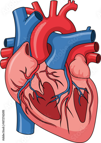 anatomical representation of a human heart showing the aorta pulmonary artery and major veins
