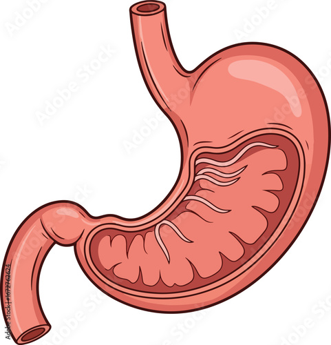 Anatomical diagram of the human stomach showing its internal lining and connection to the esophagus