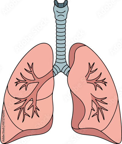 Basic human anatomy illustration of the lungs with the trachea and bronchi