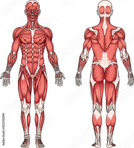 Detailed human muscular system diagram depicting the front and back view of the body