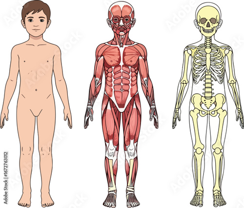 Human body diagram illustrating external form muscular system and skeletal system