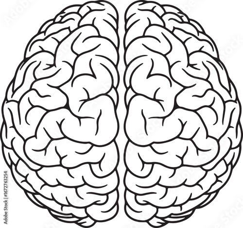 Outline of a human brain viewed from above showing the cerebral cortex hemispheres.