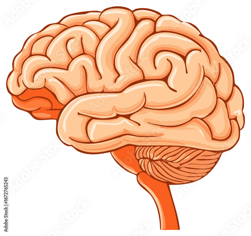 Human Brain Anatomy Illustration, Cerebral Organ Structure, Medical Diagram, Learning