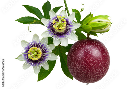 Passion Fruit Flower and Fruit on White Background
