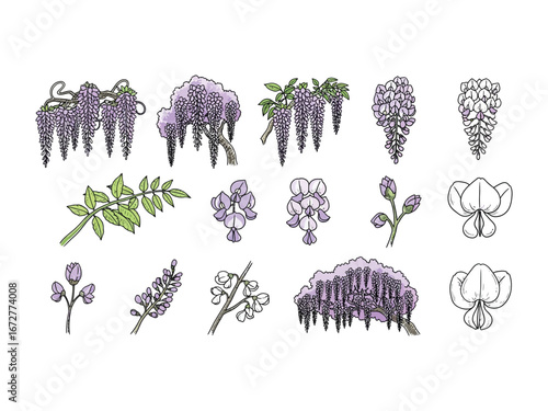 Wisteria's Botanical Beauty: A detailed botanical illustration showcases various stages of wisteria, from delicate blossoms to lush foliage, in a stunning artistic display.