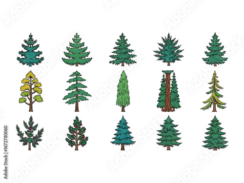 Variety of Evergreen Trees: A visually captivating assortment of intricately illustrated evergreen trees, each with unique characteristics.