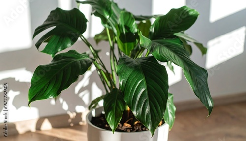Lush green peace lily plant in a white pot with sunlight casting shadows on the wall.