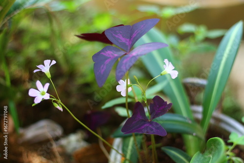 Close-up of a Purple Shamrock plant (Oxalis triangularis) with deep purple triangular leaves and delicate pink flowers in a garden.