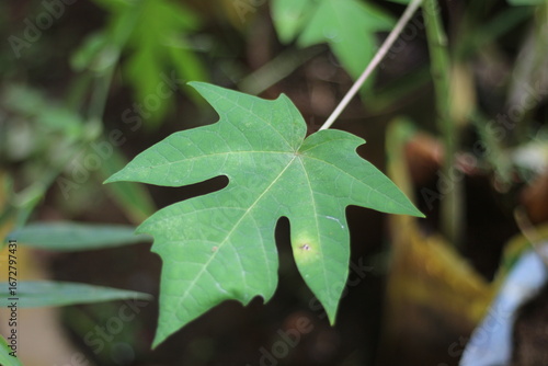 green leaves of a tree
