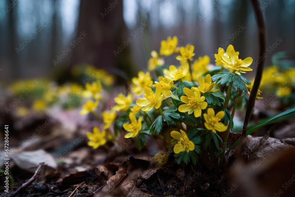Obraz premium Tiny yellow blooms appear in the forest during spring