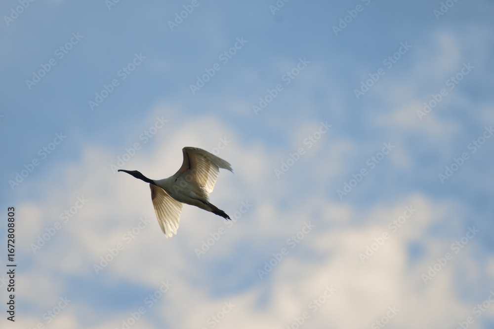 Obraz premium Low angle view of a Ibis bird flight against a blue and white sky, wings spread gracefully with sunlight illuminating the feathers.