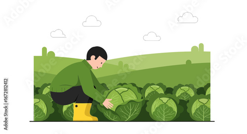 Farmer Harvesting Cabbage In A Field Depicting Farming And Agriculture Processes