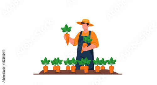 Farmer Harvesting Carrots In The Garden, Fresh Produce Agriculture Gardening Concept