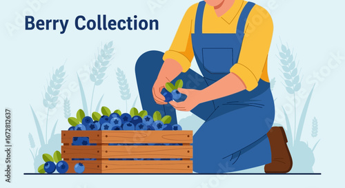 Farmer Harvesting Fresh Blueberries: A Colorful Illustration Of A Bountiful Berry Harvest