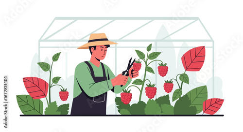 Farmer Harvesting Raspberries in Greenhouse, Preparing Sweet Berries, Delicious Fruits