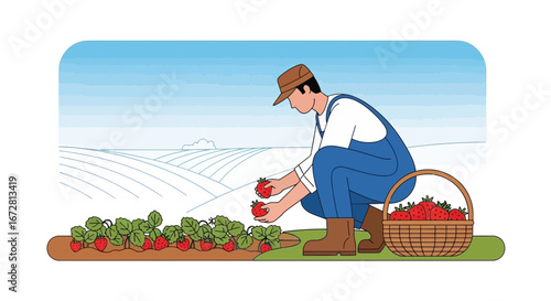 Farmer Harvesting Ripe Strawberries in a Field, Depicting Fresh Produce and Agriculture