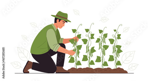 Farmer Harvests Fresh Beans In Garden, Cultivating Green Harvest For Food Production