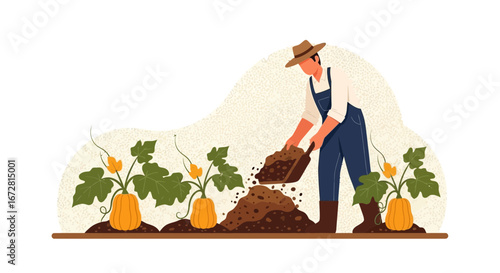 Farmer Planting Pumpkins in a Field during Harvesting Season Preparing for Autumn